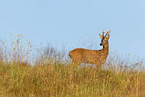 Roe deer (Capreolus capreolus) buck standing in rough grassland, Scotland, UK, July.