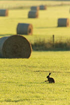 Brown hare (Lepus europaeus) in arable farmland with hay bales in background, Scotland, UK, July.