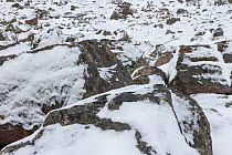 Ptarmigan (Lagopus mutus) male well camouflaged amongst snow covered boulders, Cairngorms National Park, Scotland, UK, February.