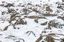 Ptarmigan (Lagopus mutus) female camouflaged amongst snow covered boulders, Cairngorms National Park, Scotland, UK, February.