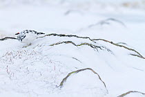 Ptarmigan (Lagopus mutus) male standing amongst snow covered rocks, Cairngorms National Park, Scotland, UK, February.