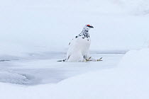 Ptarmigan (Lagopus mutus) male sitting after slipping and landing on ice, Cairngorms National Park, Scotland, UK, February.