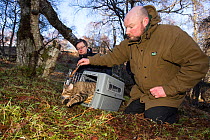 Conservationist for The Royal Zoological Society Scotland / RZSS and Scottish Wildcat Action Officer releasing a Scottish wildcat (Felis silvestris grampia) after taking blood and semen samples.  Stra...