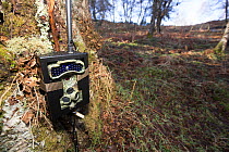 GPRS camera trap at base of tree. Emails surveillance photographs of Wildcat (Felis silvestris grampia) live traps to fieldworkers every four hours, Strathspey, Cairngorms National Park, Scotland, UK,...