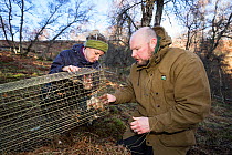 Conservationists setting a live trap to bait Scottish wildcats (Felis silvestris grampia). Genetic testing and semen sampling to be carried out by The Royal Zoological Society Scotland / RZSS, Straths...