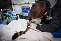 Veterinarian from The Royal Zoological Society Scotland / RZSS using a catheter to collect semen for genetic testing from a sedated Scottish wildcat (Felis silvestris grampia). Inside RZSS mobile vet...