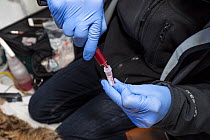 Veterinarian from The Royal Zoological Society Scotland / RZSS with blood sample from Scottish wildcat (Felis silvestris grampia). To be used for genetic testing. Inside RZSS mobile vet unit, Strathsp...