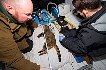 Veterinarian and conservationist from The Royal Zoological Society Scotland / RZSS taking and recording measurements relating to sedated Scottish wildcat (Felis silvestris grampia) male. Inside RZSS m...