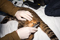 Conservationist from The Royal Zoological Society Scotland / RZSS measuring the size of a Scottish wildcat's (Felis silvestris grampia) testes. Inside RZSS mobile vet unit, Strathsprey, Cairngorms Nat...
