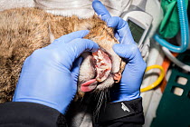 Veterinarian from The Royal Zoological Society Scotland / RZSS checking dental health of sedated Scottish wildcat (Felis silvestris grampia) male. Inside RZSS mobile vet unit, Strathsprey, Cairngorms...