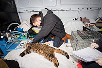 Vet from The Royal Zoological Society Scotland / RZSS taking a blood sample from a sedated Scottish wildcat (Felis silvestris grampia) male. Inside RZSS mobile vet unit, Strathsprey, Cairngorms Nation...