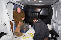Conservationist and veterinarian from The Royal Zoological Society Scotland / RZSS checking live trap with Scottish wildcat (Felis silvestris grampia) inside. In mobile vet unit, Strathsprey, Cairngor...