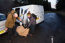Conservationists from The Royal Zoological Society Scotland / RZSS checking the weight of a Scottish wildcat (Felis silvestris grampia) inside live trap, Strathsprey, Cairngorms National Park, Scotlan...