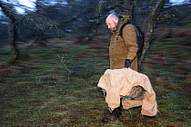 Cat Conservation Officer from Royal Zoological Society Scotland / RZSS carrying caught Scottish wildcat (Felis silvestris grampia). Genetic testing and semen sampling to be undertaken, Strathsprey, Ca...