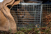 Scottish wildcat (Felis silvestris grampia) caught inside spring trap. Genetic testing and semen sampling to be undertaken, Strathsprey, Cairngorms National Park, Scotland, UK, February 2017.