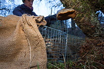 Field researcher from The Royal Zoological Society Scotland / RZSS transferring a live trapped Scottish wildcat (Felis silvestris grampia) into a carry cage. Genetic testing and semen sampling to be u...