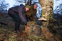 Conservationists from the Royal Zoological Society Scotland / RZSS checking live trap with Scottish wildcat (Felis silvestris grampia) inside. Genetic testing and semen sampling to be undertaken, Stra...