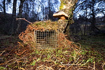 Scottish wildcat (Felis silvestris grampia) inside camouflaged spring trap. Genetic testing and semen sampling to be undertaken, Strathsprey, Cairngorms National Park, Scotland, UK, February 2017.