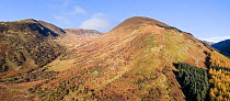 Regenerating woodland in Carrifran valley with plantation woodland on right. Part of Carrifran Wildwood, a replanting initiative led by the Borders Forest Trust, Moffat Hills, Scotland, UK, November 2...