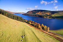 Landscape of Sheep farming, commercial forestry and bare hillside, St Mary's Loch, Scottish Borders, Scotland, UK, November 2016.
