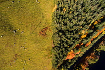Aerial view of two different land uses in the Scottish Borders, sheep farming and commercial forestry, near St Mary's Loch, Scotland, UK, December 2016.