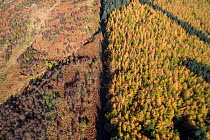 Aerial view of fence dividing regenerating Birch woodland from plantation woodland. Part of Carrifran Wildwood, a replanting initiative led by the Borders Forest Trust, Moffat Hills, Scotland, UK, Nov...