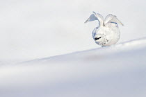Ptarmigan (Lagopus muta) male stretching its wings on a snowy ridge, Cairngorms National Park, Scotland, UK, March.