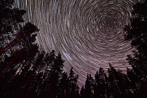 Star trails above Scots pine (Pinus sylvestris) woodland, Glenfeshie, Cairngorms National Park, Scotland, UK, March 2017