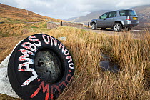 Sign warning of lambs / sheep on road, Sutherland, Scotland, UK