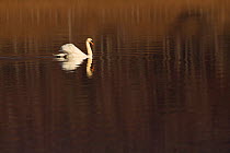 Mute swan (Cygnus olor) in early morning light, Loch Insh, Kincraig, Cairngorms National Park, Scotland, March.