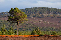 Scots pine (Pinus sylvestris) tree growing outside of deer fence marked with anti-collision tape for grouse, Kinveachy, Carrbridge, Cairngorms National Park, Scotland, June