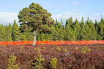 Scots pine (Pinus sylvestris), mature tree and saplings growing outside of deer fence marked with anti-collision tape for grouse, Kinveachy, Carrbridge, Cairngorms National Park, Scotland, June