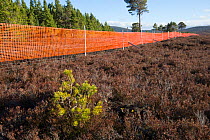 Scots pine (Pinus sylvestris) sapling growing outside of deer fence marked with anti-collision tape for grouse, Kinveachy, Carrbridge, Cairngorms National Park, Scotland, June