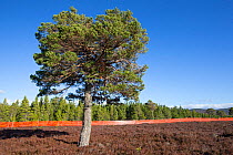 Scots pine (Pinus sylvestris) growing outside of deer fence marked with anti-collision tape for grouse, Kinveachy, Carrbridge, Cairngorms National Park, Scotland, March