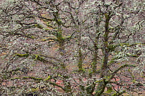 Sessile oak (Quercus petraea) covered in moss and lichen, Rahoy Hills, Morvern, Ardnamurchan, Scotland, UK, June 2017