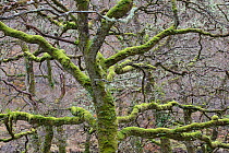 Sessile oak (Quercus petraea) covered in moss and lichen, Rahoy Hills, Morvern, Ardnamurchan, Scotland, UK, June 2017