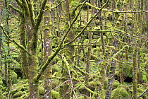 Mixed woodland draped in mosses and lichens, Lochaline, Morvern, Lochaber, Scotland, UK, March