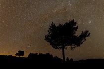Scots pine (Pinus sylvestris) silhouetted against starry sky, Kinveachy, Cairngorms National Park, Scotland, UK, February  2017