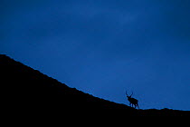 Red deer (Cervus elaphus) stag silhouetted on moorland ridge at dusk, Torridon, Wester Ross, Scotland, UK, DATE,  2017