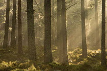 Scots pine (Pinus sylvestris) forest with sun filtering through mist, Alvie Estate, Kincraig, Cairngorms National Park, Scotland, UK, June