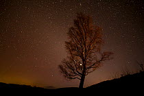 Silver birch (Betula pendula) tree silhouetted against night sky, Glenfeshie, Cairngorms National Park, Scotland, UK, December.