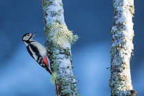 Great spotted woodpecker (Dendrocopos major) on snow and lichen covered Silver birch, Glenfeshie, Scotland, UK, January.