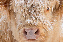 Highland cow, close up of head, Glenfeshie, Cairngorms National Park, Scotland, UK, January.