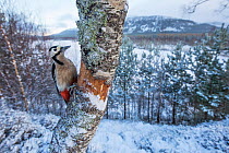 Great spotted woodpecker (Dendrocopos major) on tree trunk in snow covered woodland, Glenfeshie, Cairngorms National Park, Scotland, UK, January .