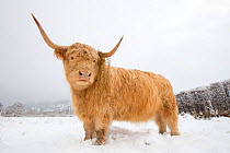 Highland cow in snow covered landscape, Cairngorms National Park, Glenfeshie, Scotland, UK, January.