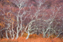 Birch trees in autumn, Kyle of Tongue, Sutherland, Scotland, UK.
