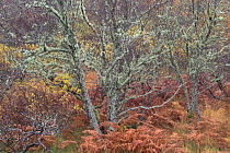Lichen covered trees in mixed woodland, Drumbeg, Sutherland., Scotland, UK, November.