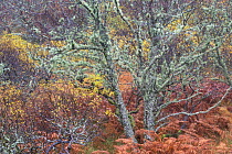 Mixed woodland in late autumn, Drumbeg, Sutherland., Scotland, UK, November.