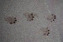 Otter (Lutra lutra) tracks on beach, Sutherland, Scotland, UK, November