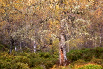 Birch woodland, Glen Affric National Nature Reserve, South Ross, Scotland, UK, October.